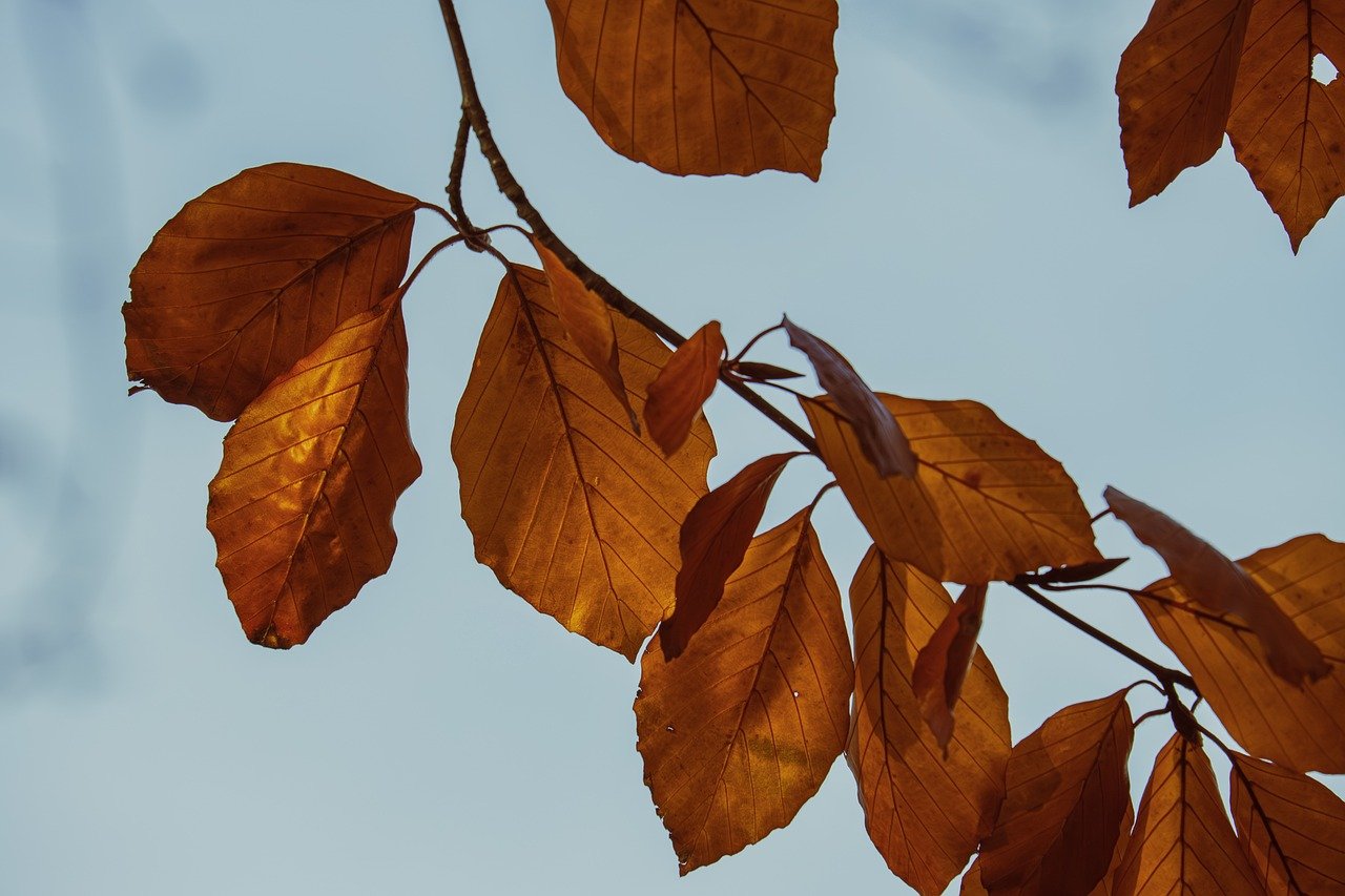 autumn leaves